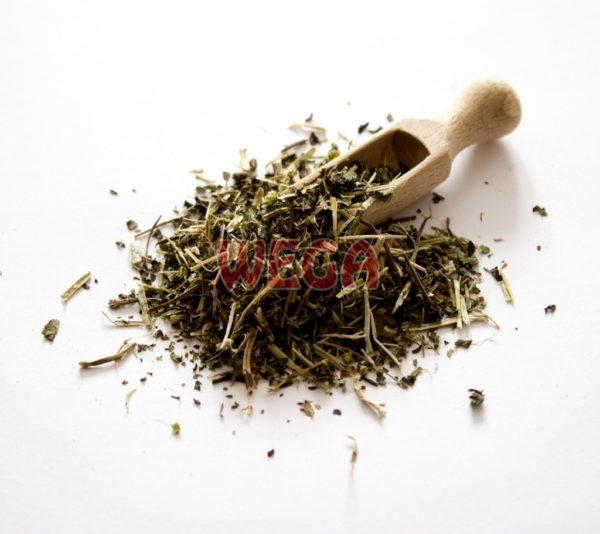 Mięta
